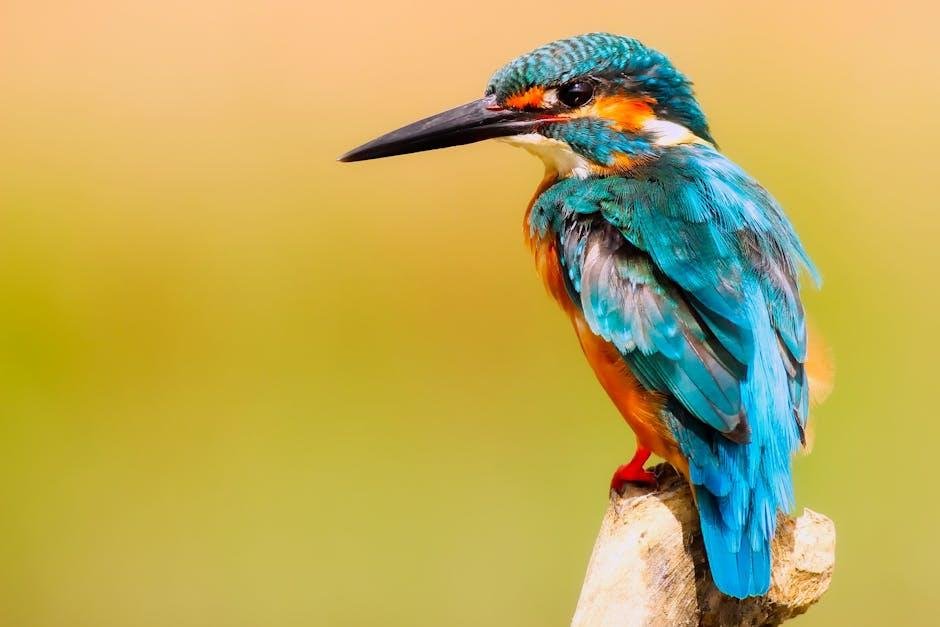 Exploring Wildlife and Scenic Wonders Along Ozark⁤ River⁢ Trails