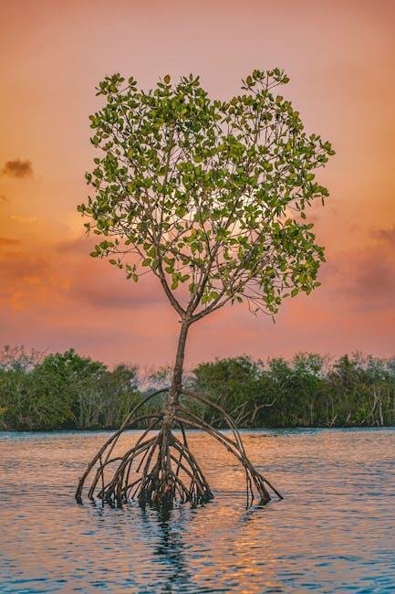 Navigating the Waters: tips for Paddling Through Mangrove Tunnels